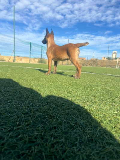 chien-كلاصيك-ملينوا-bouira-algerie