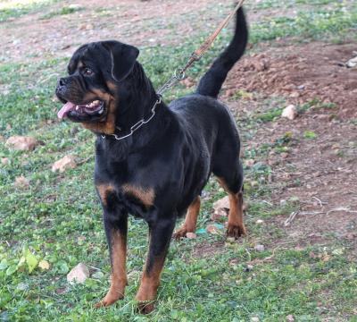 Chien Rottweiler Algeria