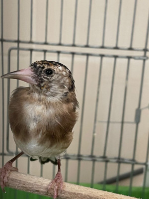 oiseau-chardonneret-demi-vieux-مقنين-ben-aknoun-alger-algerie