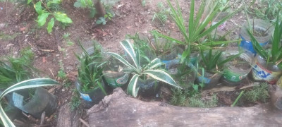 plantes-et-fleurs-agave-tequilana-variegata-bab-ezzouar-alger-algerie