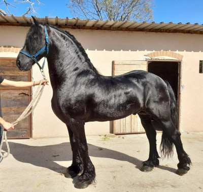 animaux-de-ferme-مهر-bordj-bou-arreridj-algerie