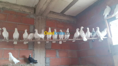 oiseau-vente-pigeon-voyageur-bachdjerrah-alger-algerie