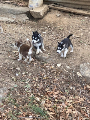 chien-husky-mekla-tizi-ouzou-algerie