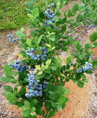 Blueberry (Myrtille) 12 variété 