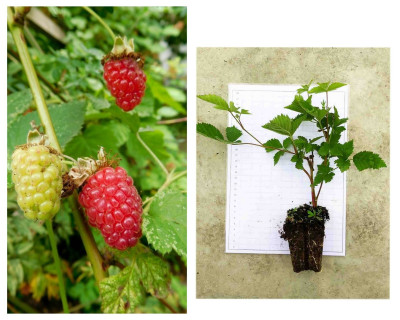 jardinage-tayberry-fromboise-x-murier-guerrouaou-blida-algerie