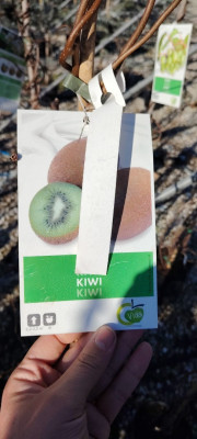 Kiwi 24 mois en production 