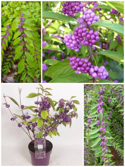 Callicarpa bodinieri