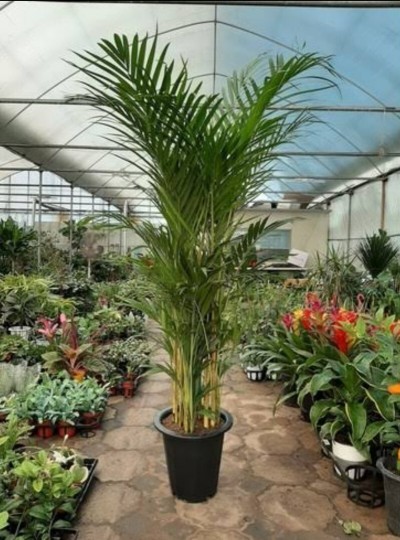 Palmier areca 