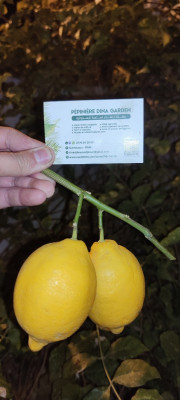 jardinage-citron-eureka-ليمون-الوريكا-4فصول-guerrouaou-blida-algerie