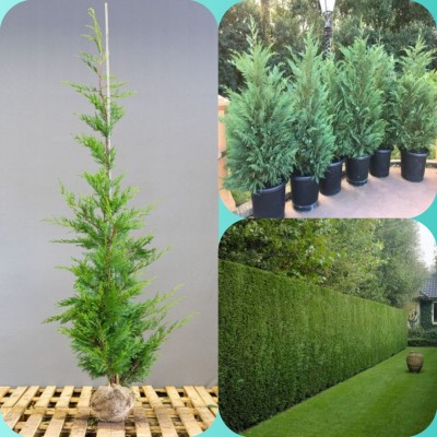 Cyprès de leyland / cyprès de leyland gold rider 