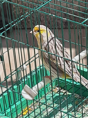 bird-canaris-de-race-agat-mousaique-jaune-boukhelifa-bejaia-algeria