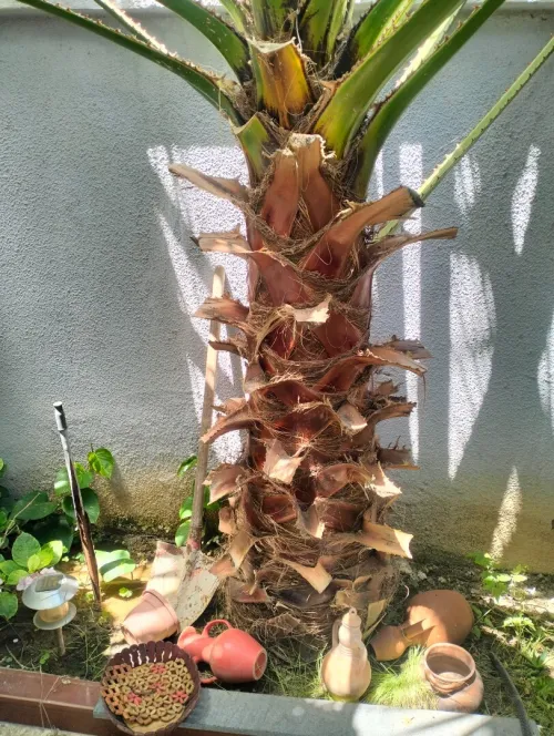 Washingtonia 