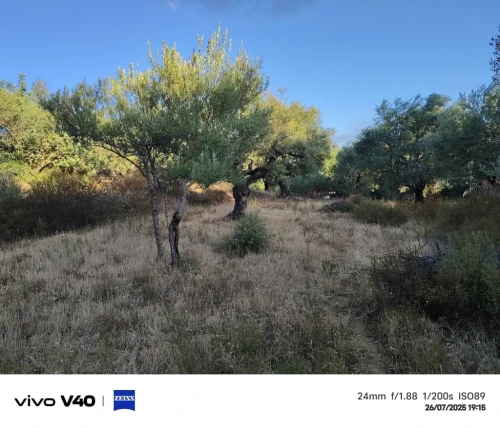 Vente Terrain Tizi Ouzou Azazga