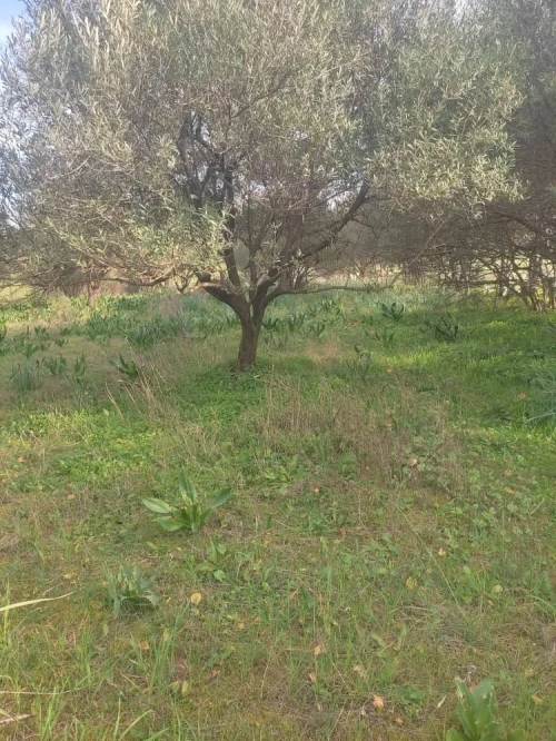 Vente Terrain Tizi ouzou Souamaa