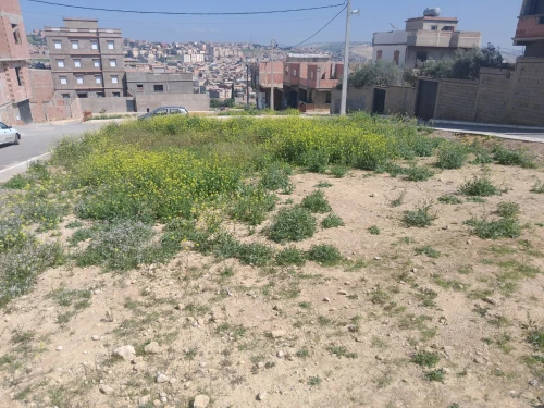 Vente Terrain Relizane Mazouna