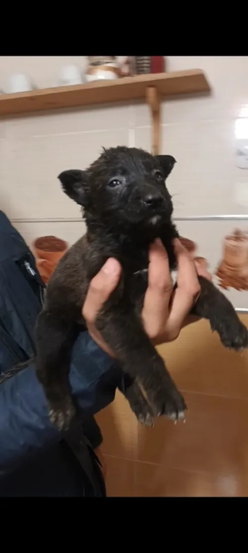 Mâle et femelle malinois