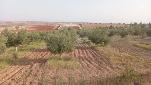 Vente Terrain Agricole Aïn Témouchent El amria
