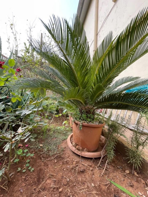 Palmier cycas  et tres chic 