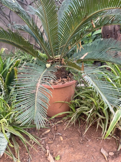 Palmier cycas  et tres chic 