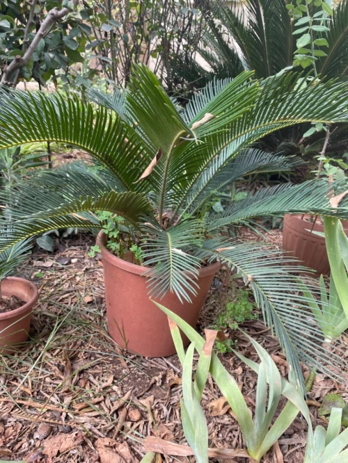 Palmier cycas  et tres chic 
