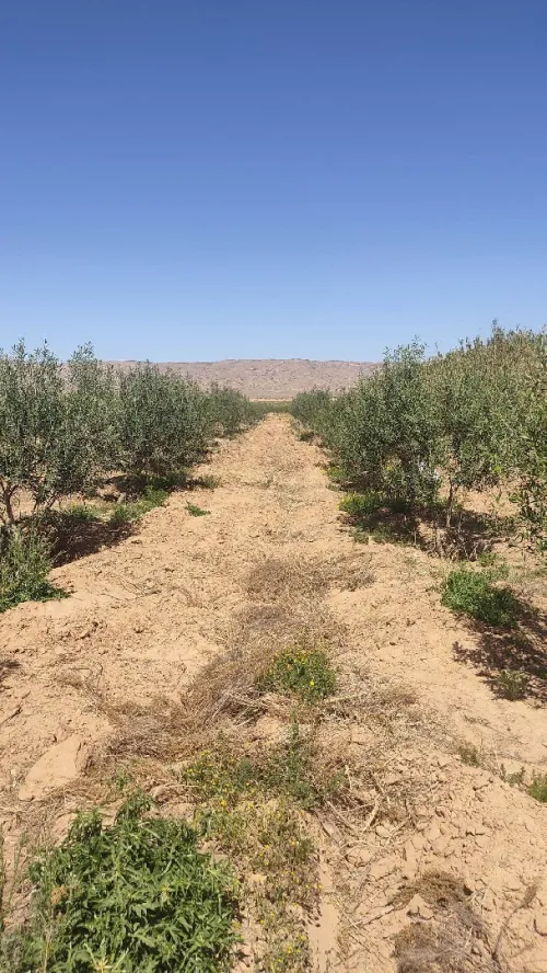 Vente Terrain Agricole M'Sila Tamsa