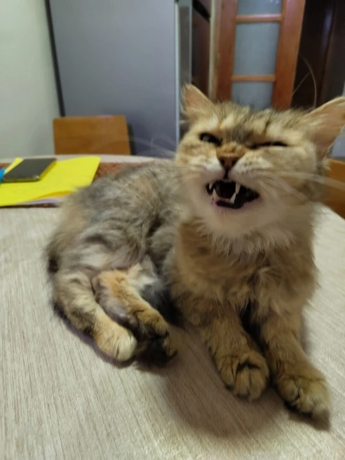 Chaton Persan