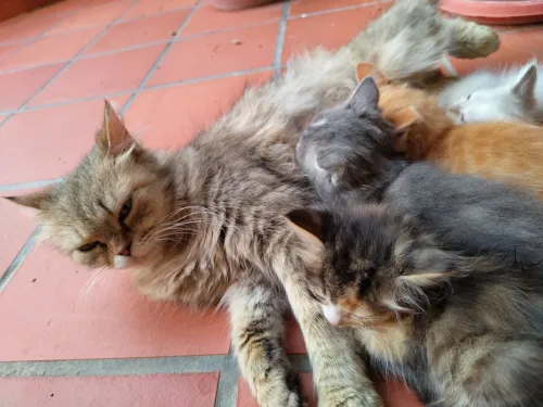 Chaton Persan