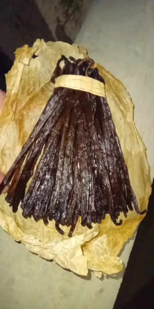 Gousse de vanille 