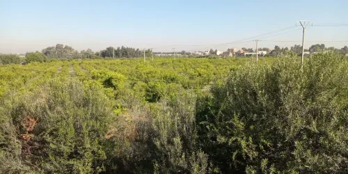 Location Local Alger Rouiba
