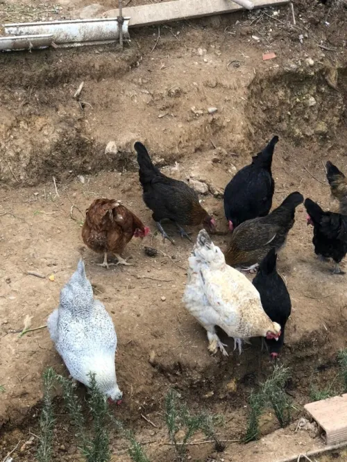 Poules pondeuses دجاج بياض