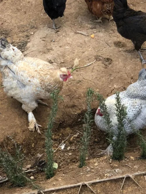 Poules pondeuses دجاج بياض