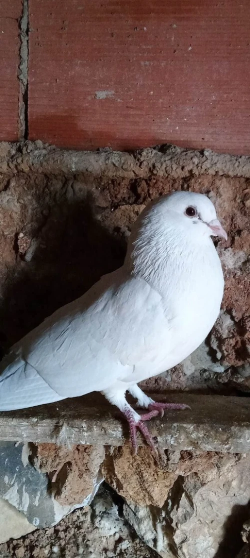 Paon/ paon indiennes  /  حمام طا وسحمام ابيض منتج