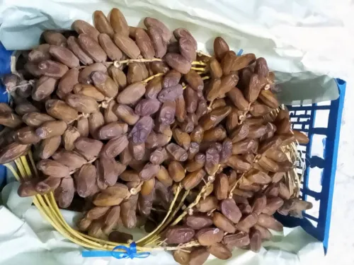 تمور دقلة نور
