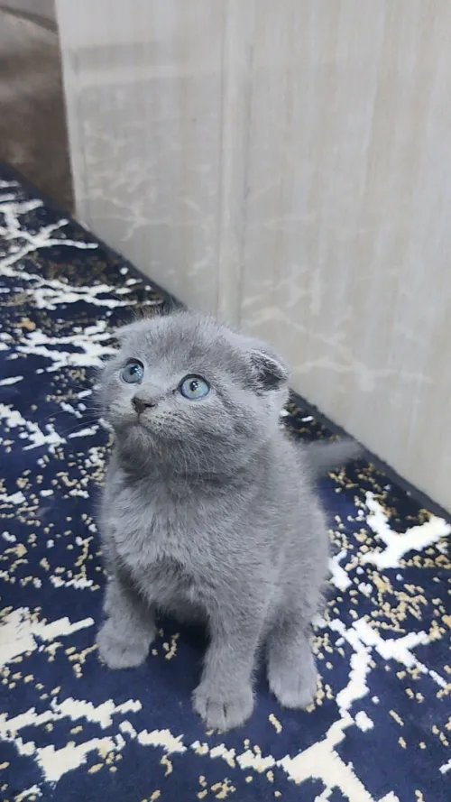 Chat 