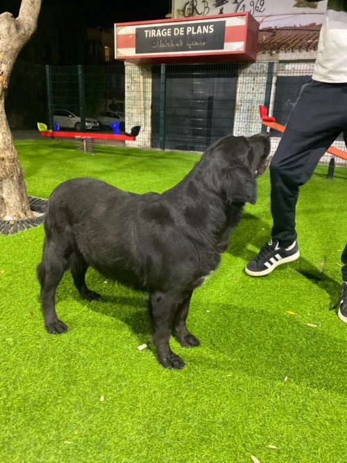 Labrador
