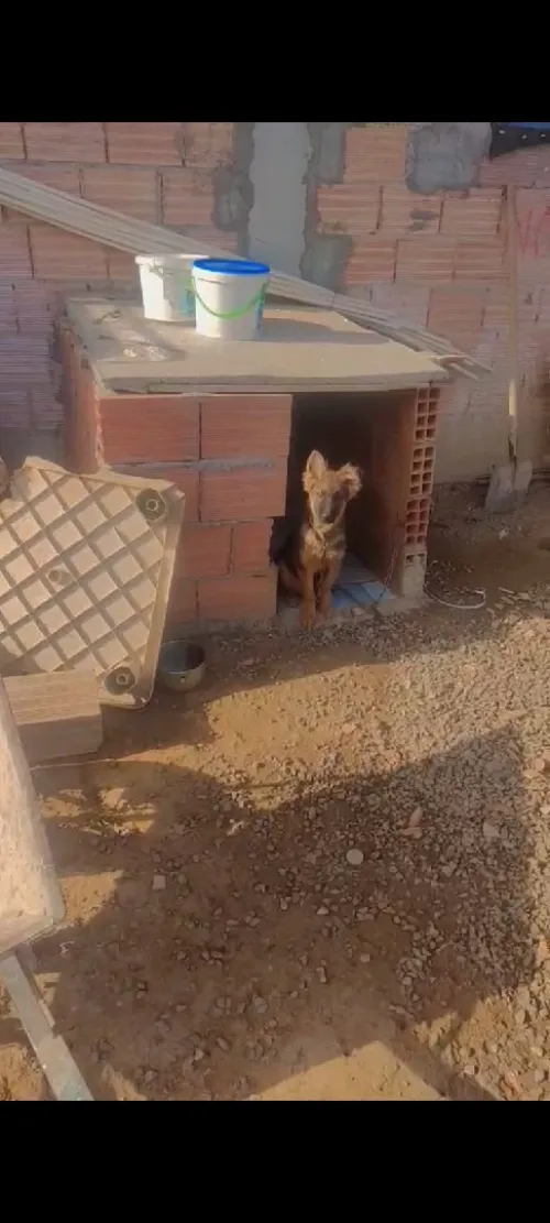 كلب برجي المو عمر 4اشهر لون شاربوني 