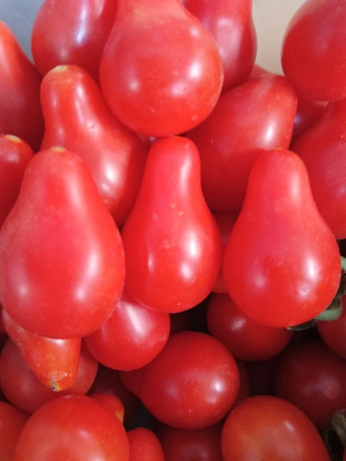 Graines du jardin Bio
