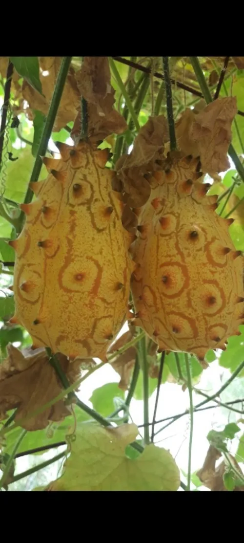 Graines du jardin Bio