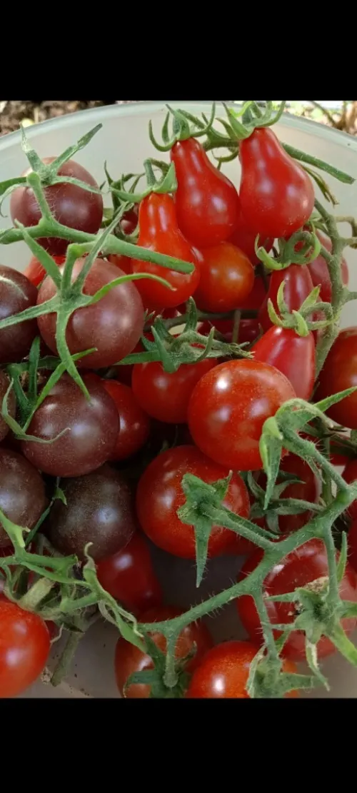 Graines du jardin Bio