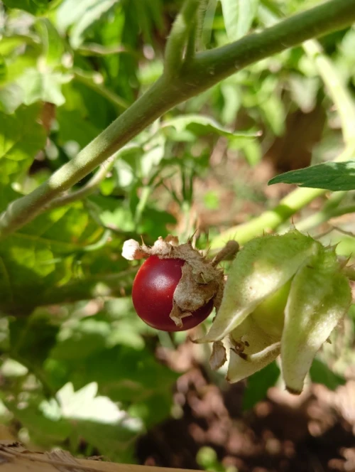 Graines du jardin Bio