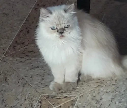 Oran chatton 