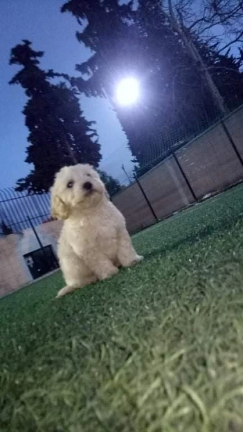 Caniche 