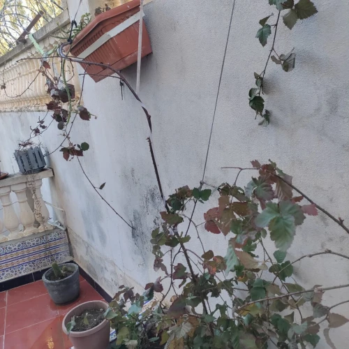Vente Villa Guelma Oued zenati