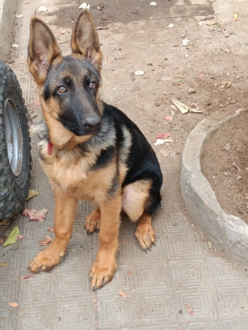 Berger allemand Male