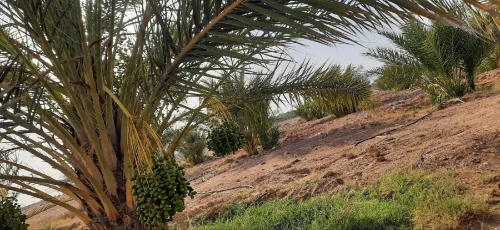 Vente Terrain Agricole Ouled Djellal Doucen