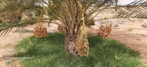 Vente Terrain Agricole Ouled Djellal Doucen