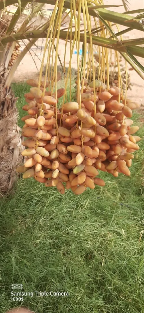 Vente Terrain Agricole Ouled Djellal Doucen