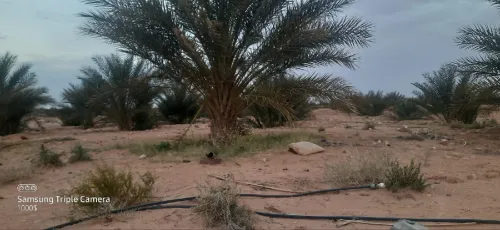 Vente Terrain Agricole Ouled Djellal Doucen