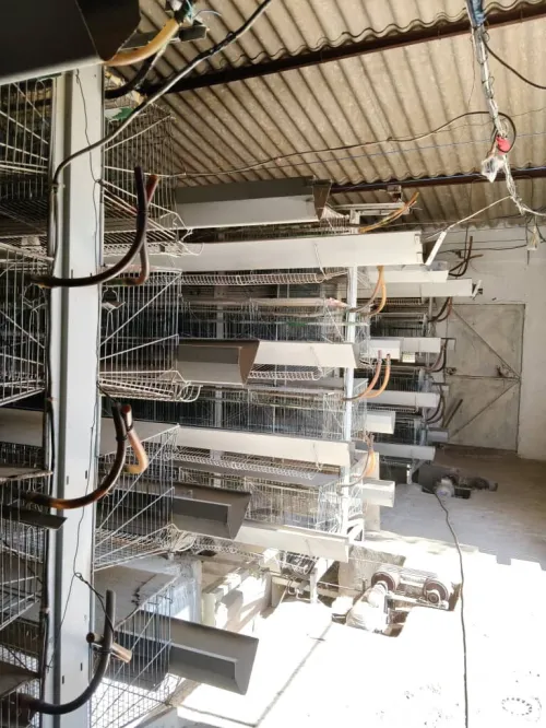 BATTERIE Poules pondeuses 15500 sujets.