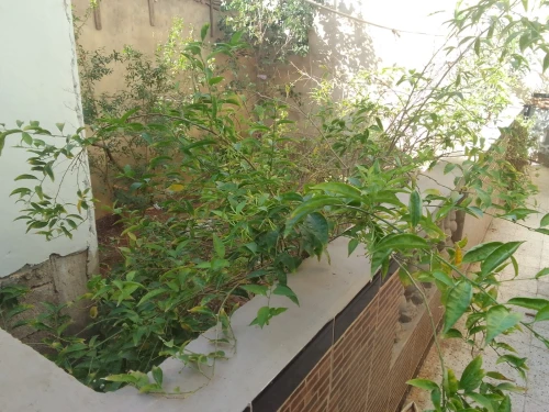 Vente Villa Oran Oran